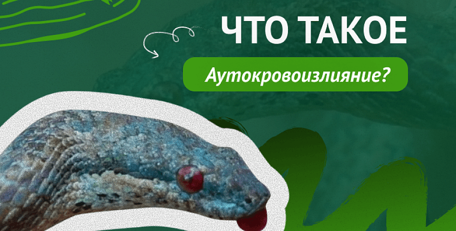 Что такое Аутокровоизлияние?